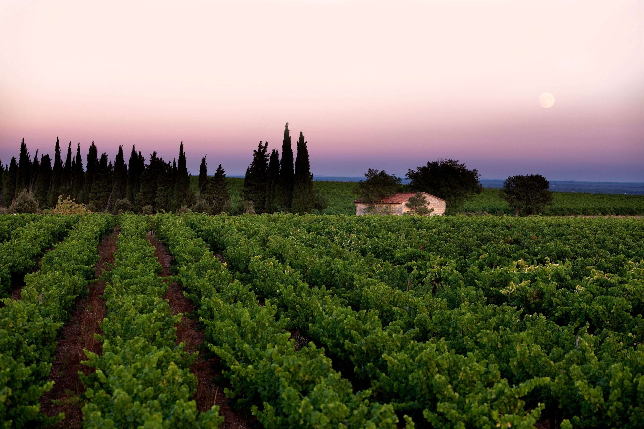 Vignoble Occitanie couché du soleil en été